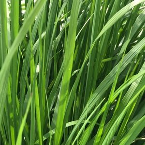 Meet your Posher, Sophia